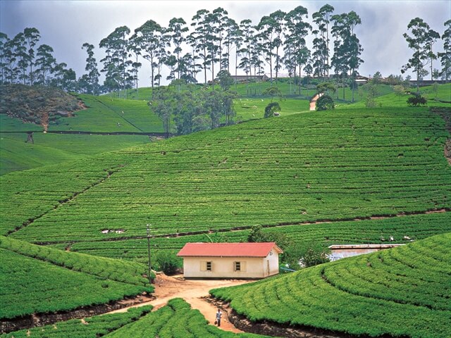 スリランカの高原に広がる紅茶畑