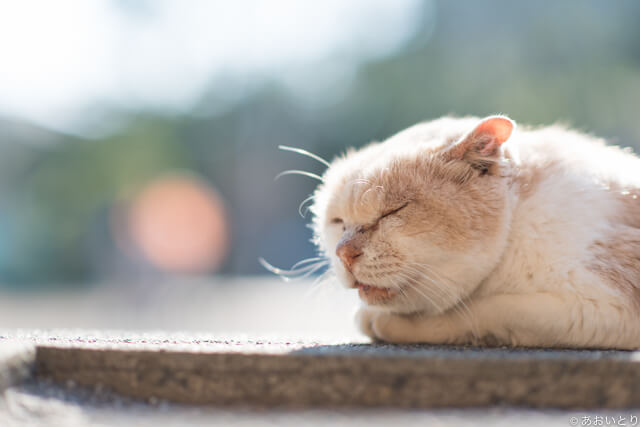 写真集「気ままに猫だもん。」に登場する眠っているネコ