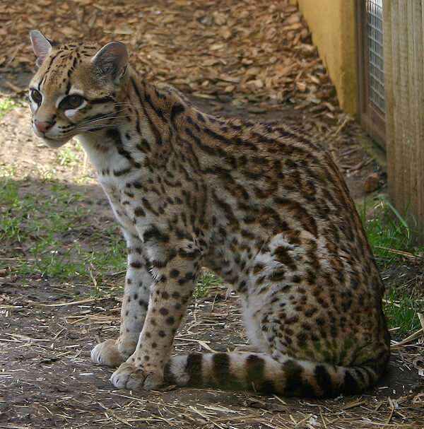 絶滅危惧種に指定されている猫「オセロット(Ocelot)」の写真
