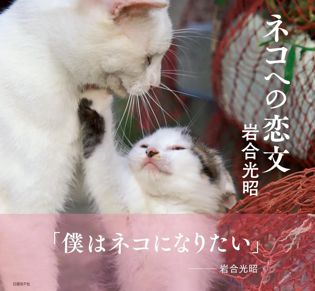 仲良しの犬猫に癒やされる 岩合光昭さん撮影の 猫と犬のラブラブ写真カレンダー が週刊朝日に収録 Cat Press キャットプレス