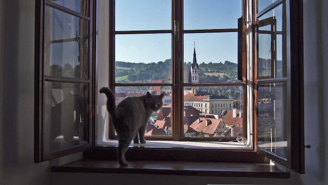 岩合光昭の世界ネコ歩き「チェコ」に登場する猫2