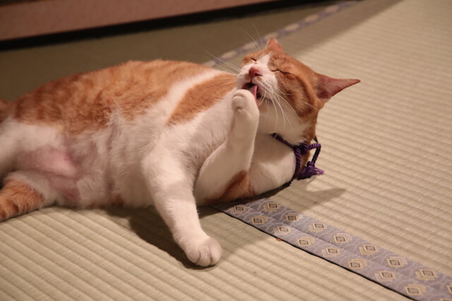 猫忍の主役猫「金時」の忍者写真4