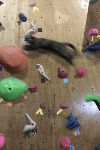 ボルタリング中にジャンプする猫の写真