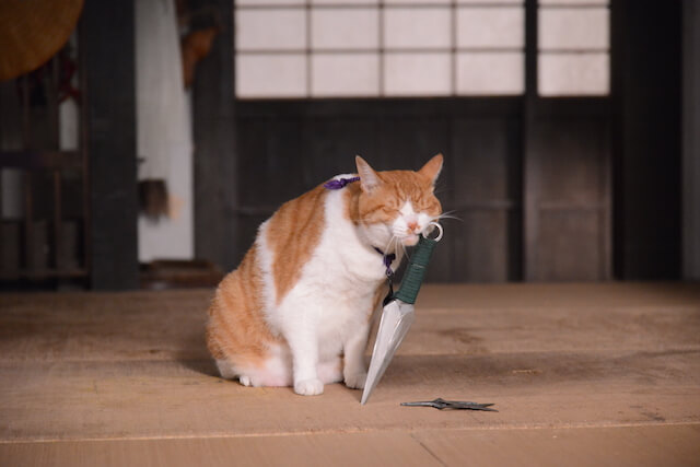 猫忍の主役猫「金時」の忍者写真7