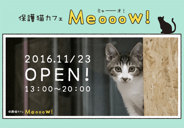 品川区の保護猫カフェ「Meooow!（ミャーーーオ！）」