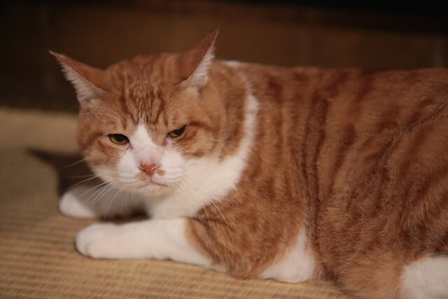 猫忍の主役猫「金時」の忍者写真8