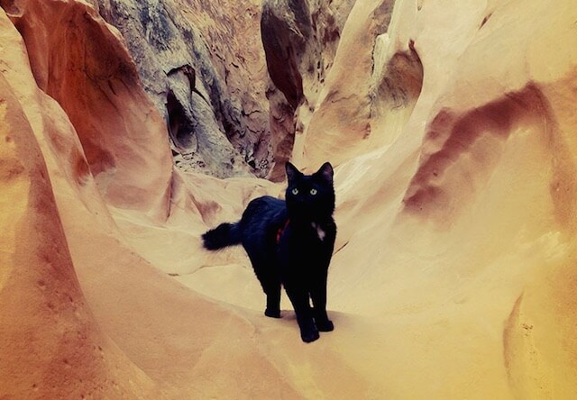 よく岩場に訪れる猫「ミリー」ちゃん