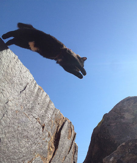 岩場でジャンプする猫