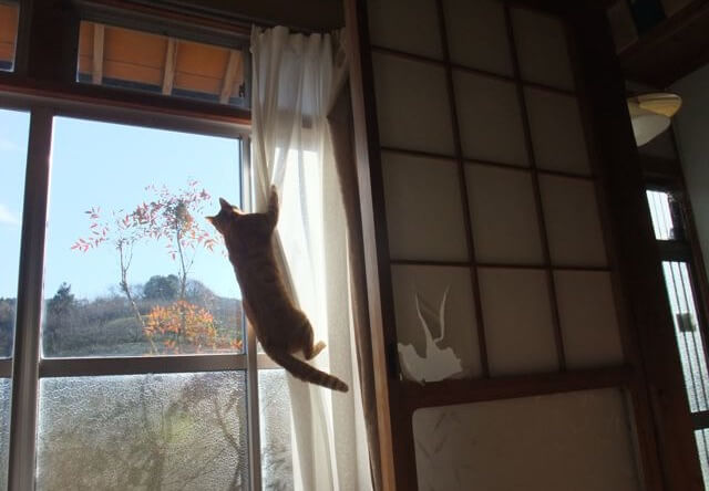 カーテンを登る猫の写真