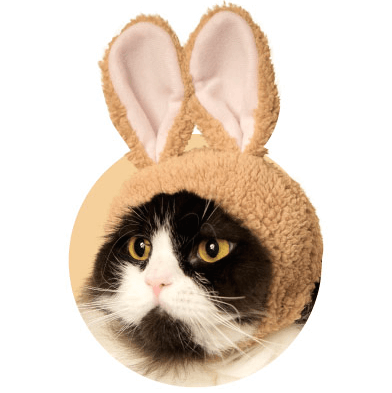 猫がウサギになれる「ねこうさぎ」300円のカプセルトイで登場 | Cat 