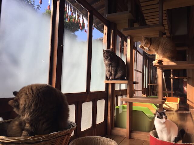 猫カフェ「Cafe Gatto」で日向ぼっこをする猫たち