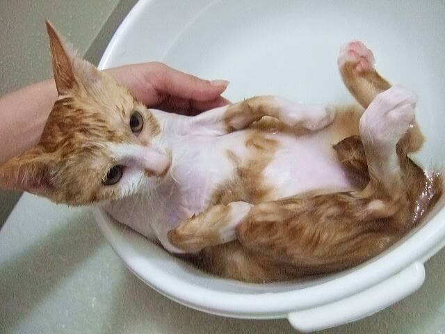 猫の入浴・シャンプー