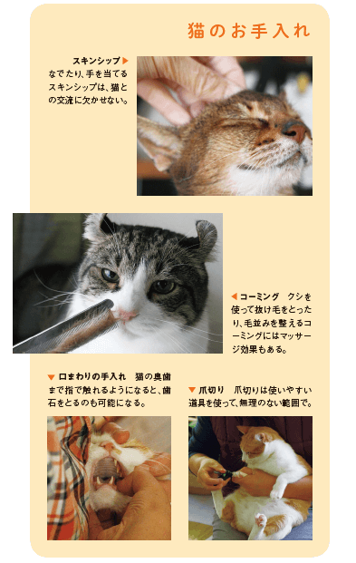書籍「猫の學校」の中身イメージ2