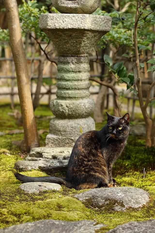 フォトブック「京のにゃんこ」に登場する、庭園の猫