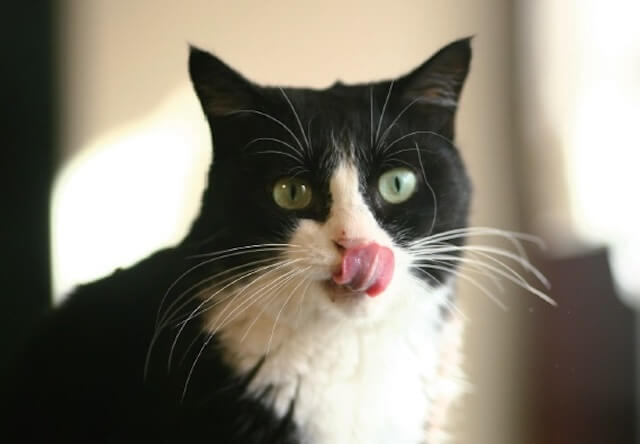 猫の舌フェチにはたまらない「ご近所猫の写真集 ねこ舌」