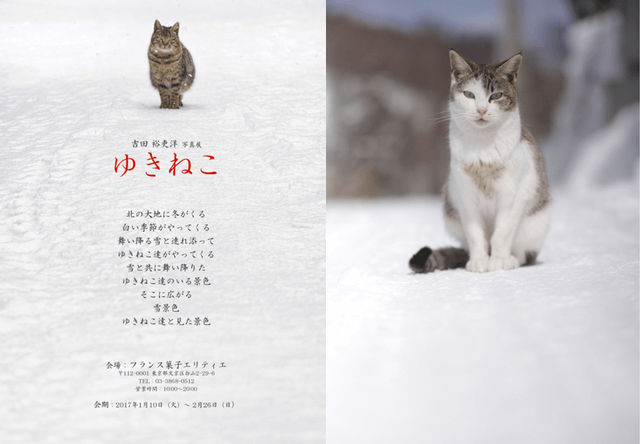雪と猫がテーマ・吉田裕吏洋氏の写真展、文京区の洋菓子店エリティエで開催