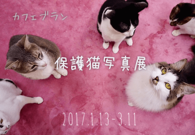 名古屋市の今池に保護猫カフェ「ヘミングウェイ」がオープン