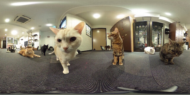 360°カメラで猫カフェの店内を撮影した写真