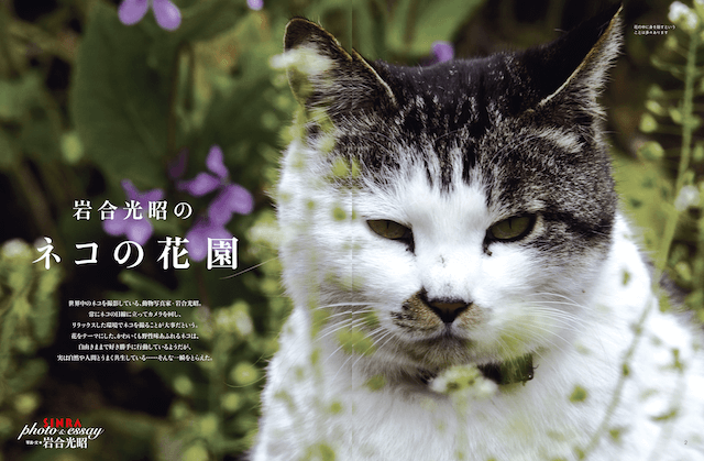 雑誌「SINRA（シンラ）」3月号の巻頭グラビア、岩合光昭 ネコの花園