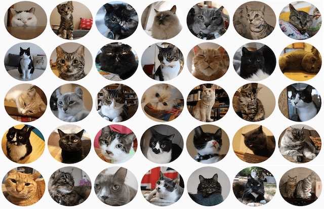 「猫のいる暮らし展」で公開される、総勢35匹のネコのドキュメンタリー映像や写真