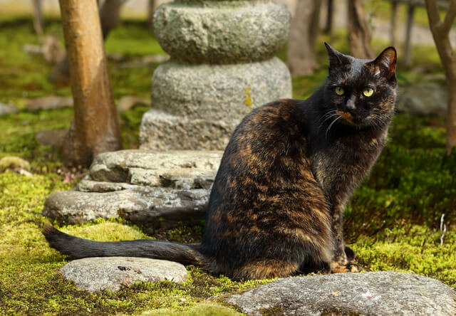 京都の看板猫や街猫に癒やされるフォトブック「京のにゃんこ」
