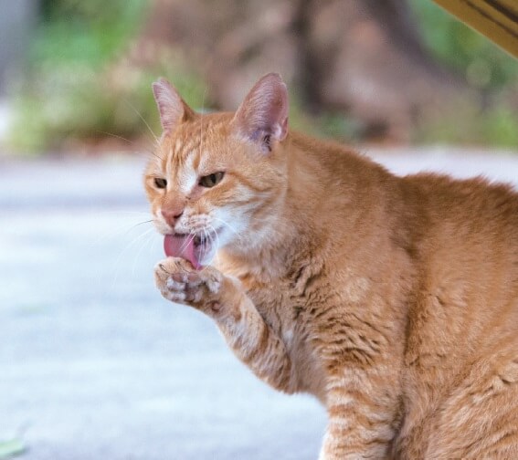 「ご近所猫の写真集 ねこ舌」毛づくろい中の猫