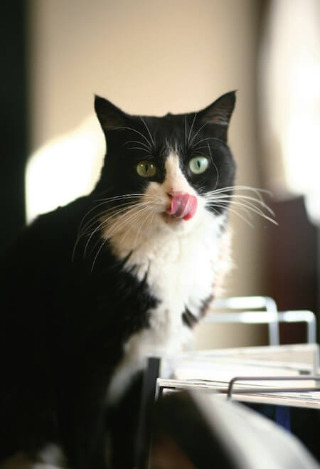「ご近所猫の写真集 ねこ舌」舌なめずりをする猫