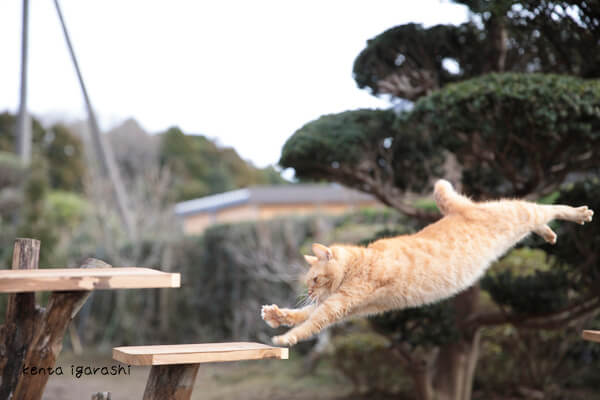 写真集「もふあつめ」に登場する、五十嵐健太さんが撮影したジャンプ猫