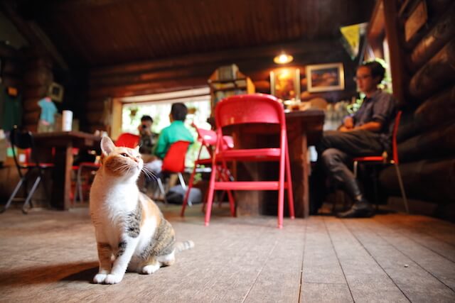 フォトブック「京のにゃんこ」に登場する、カフェの猫