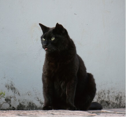 「ご近所猫の写真集 ねこ舌」ピンクの舌を出す黒猫