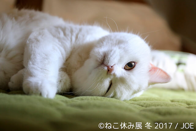 美人白猫「うらちゃん」の新作写真