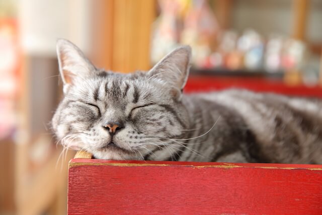 フォトブック「京のにゃんこ」に登場する、寝ている猫