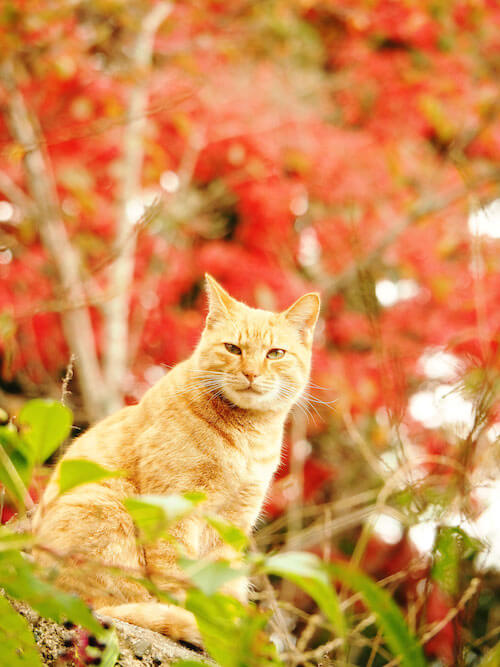 猫写真家・中山祥代さんの写真作品「京都のねこ」