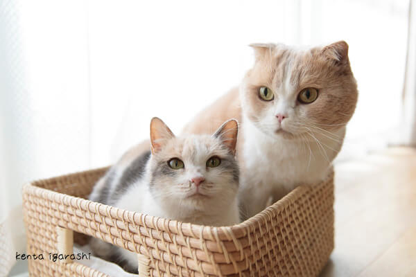 映画「ねこあつめの家」に出演する猫たちの写真集、「もふあつめ」のネコ写真
