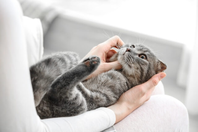 猫を抱っこして見つめ合っている写真