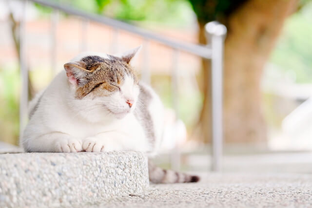 気持ち良さそうに眠る台湾の猫