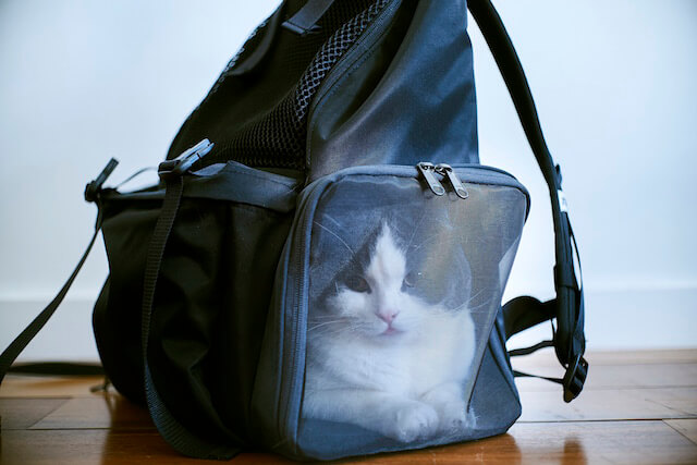 小谷実由とミツカルストアが開発した猫とお出かけできる「バックキャットパック」の写真3
