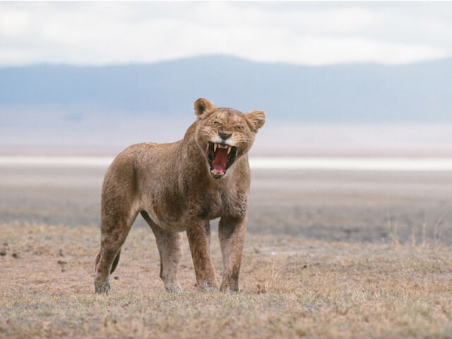 「ネコライオン」、あくびをしているライオンの写真