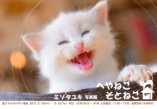 ミゾタユキ写真展「へやねこ そとねこ」が2/10から銀座で開催