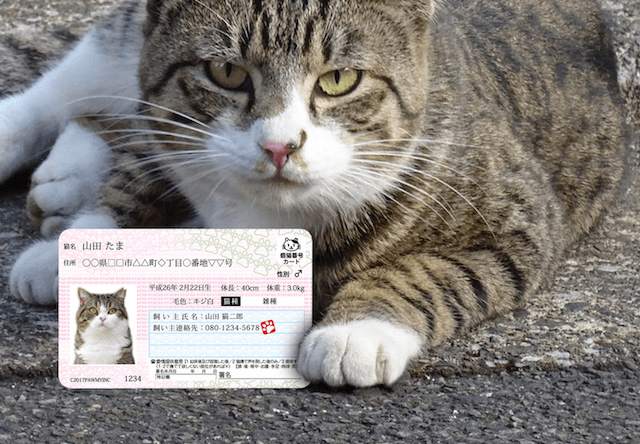 愛猫用のIDカード「マイニャンバーカード」が2月22日に発売