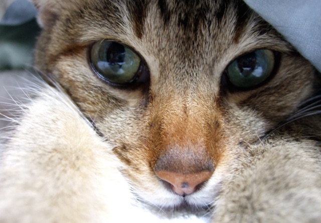 布団から顔を覗かせる猫の写真