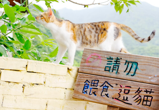 フォトグラファー・ミゾタユキ氏と行く、2泊3日のネコ撮影ツアー in 台湾