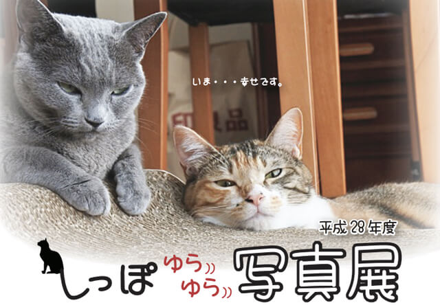 アニパル仙台で譲渡猫の写真展＆適正飼育セミナーが開催