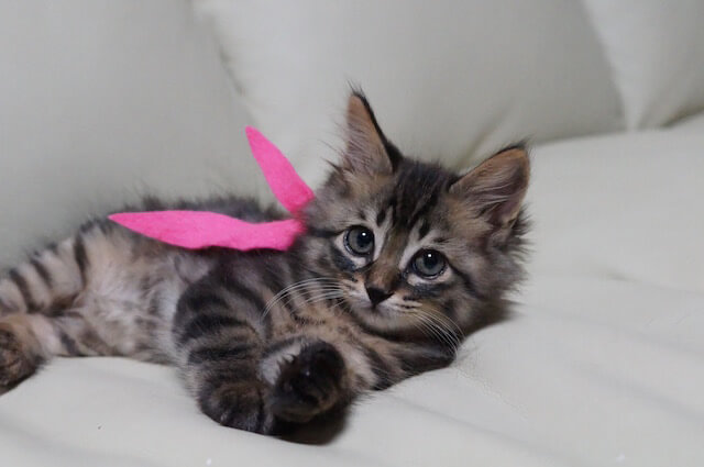 里親探しでピンクのスカーフを身につける子猫