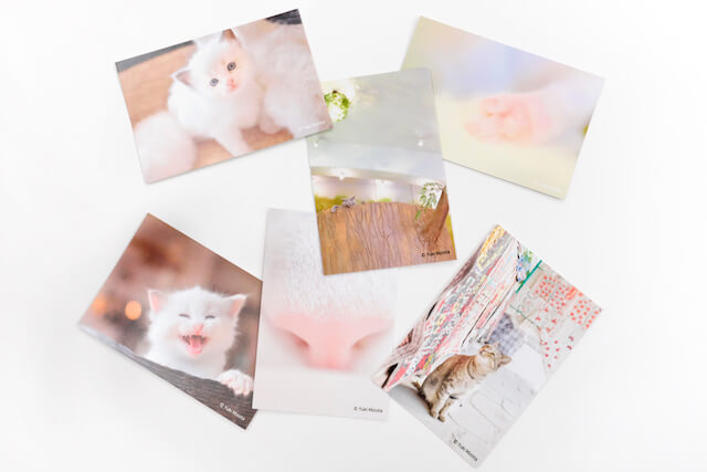 ミゾタユキ氏の猫写真ポストカード