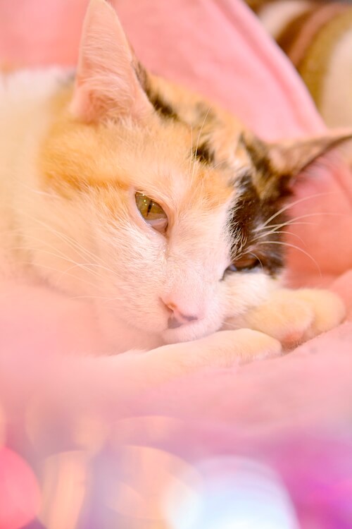 ミゾタユキさんが撮影した猫の写真