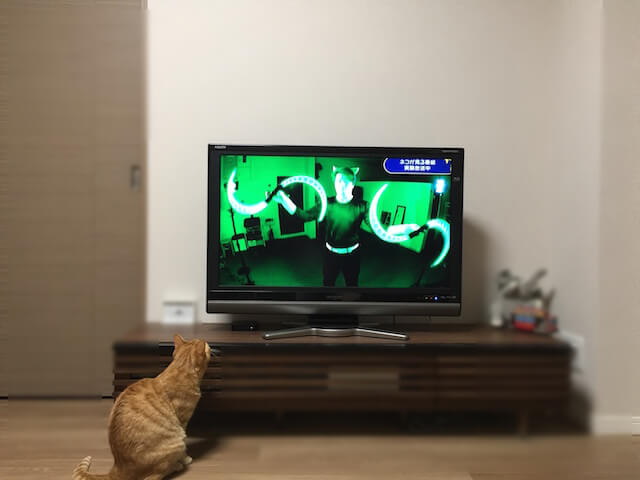 NHKの「ネコがみるみるテレビ」を見ている茶トラ猫