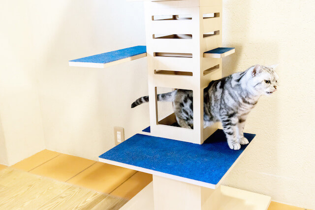 キャットタワー「necobacoT」のインディゴカラー（藍色）の穴をくぐる猫