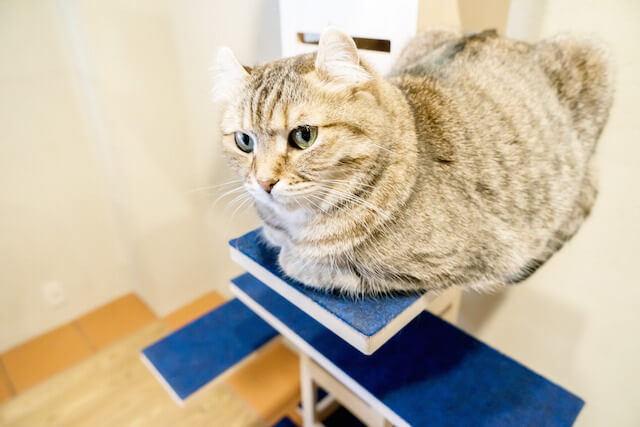 キャットタワー「necobacoT」のインディゴカラー（藍色）のステップで香箱座りする猫