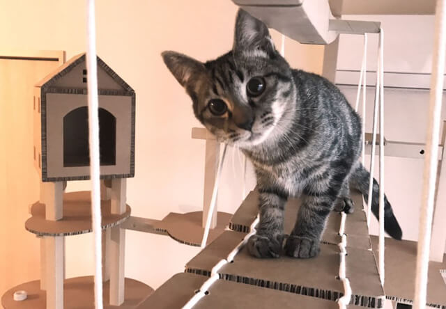 猫が遊べる組み立て式の吊り橋キャットウォーク「FitTree（フィットツリー）」アプリで動く玩具付き